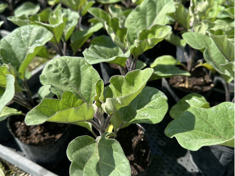 【世界一美味しいナス】イタリアナス『フィレンツェ』4個入り