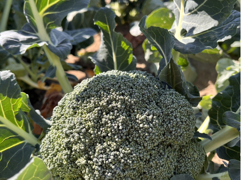 特別栽培ブロッコリー【農薬・化学肥料を抑えて育てました】