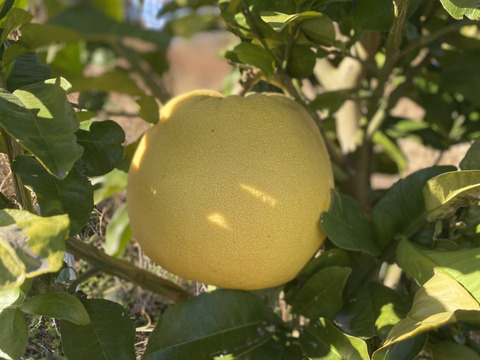 冬の贅沢「紅まどか」約3kg（家庭用）