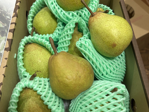 【毎年完売感謝】 【2025年度先行予約】 幻の品種 数量限定販売！秀品 ラネージュ！ 約2㎏ 6玉～10玉 山形県産 RNE01-01-01