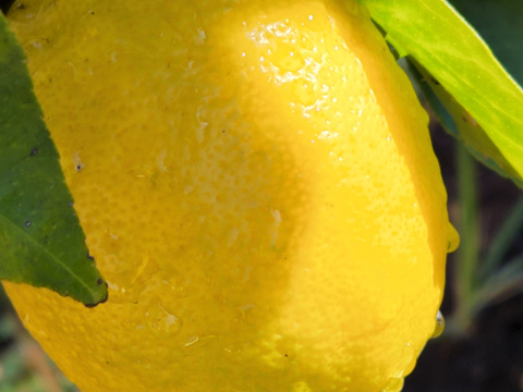 種なしレモン娘(種が数粒混じる事あり。5個)