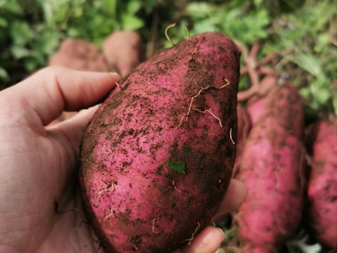 島のほしいも｜しっとりやさしい甘さ