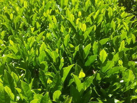 手土産にも最適　自然栽培一番摘み　ほうじ茶