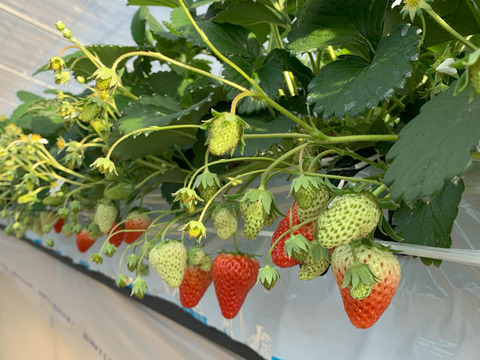 獲れたて、いちご４品種食べ比べセット260ｇ×４パック