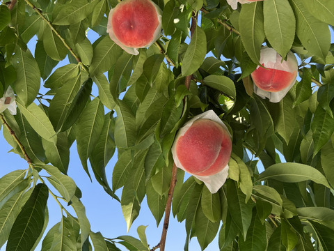 山梨県産　特上　桃　約700ｇ（2〜3玉）