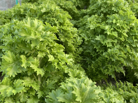 淡路島からの野菜4種❣️お任せセット(^-^)v❣️野菜セット