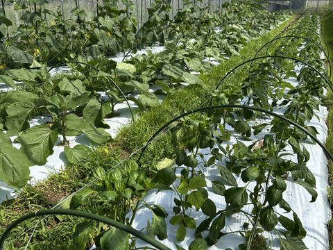 【今だけ！】農薬化学肥料不使用キラピカ野菜BOX7品グリーンレモン&ぴゅあみかんジュース１本