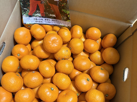 【食べチョクで１番売れてるみかんです！】夕やけみかん（5㎏）小玉（圧倒的人気のみかんです！）
