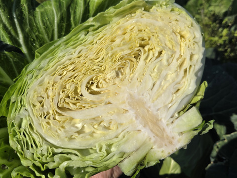 自然栽培　キャベツ×ミニ大根