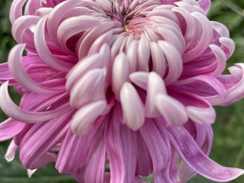 【年末年始限定】新年に華やかな菊（マム）を！おまかせ10本セット（60ｃｍ）