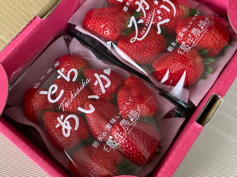 摘みたて直送！大粒！厳選 スカイベリー、とちあいか【食べ比べ】（2パック）お買い得
