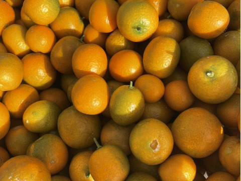 食べごろ！世界自然遺産『屋久島』のキンカン1.5kg