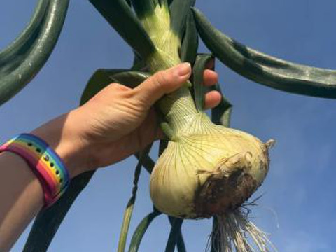 【予約】生産農家直送 淡路島産ブランド新玉ねぎ 『にじたま』超極早生品種 9kgダンボール入り（ご家庭用・30個前後） 使いやすいM・L・2L混在！≪水分量No1!!≫◎特別栽培　2月末頃から順次発送