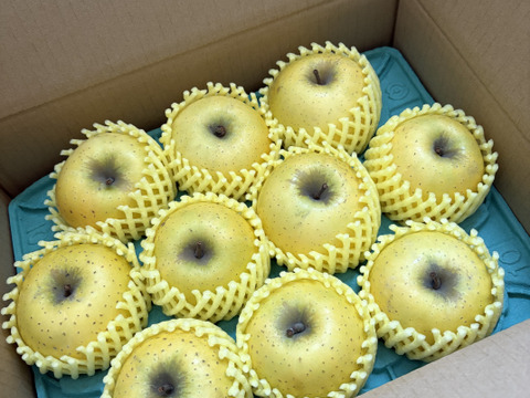 本当に残り9ケース【正直人気はないですが旨いです！ 】シナノゴールド3キロ箱 6玉〜15玉サイズ ID42541 甘酸っぱい ゴールド 長野県 信州 安曇野 リンゴ