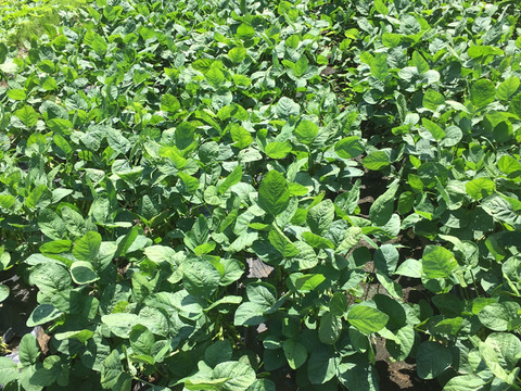 枝豆「湯上がり娘」2,400g味には自信が有ります！おつまりに♪「収穫日即日発送！」