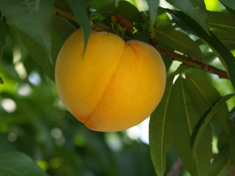 【夏ギフト】贈答におすすめ！桃農家の黄金桃ジュース８本入