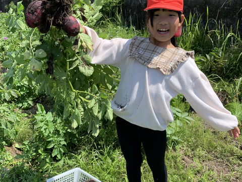 新物！デストロイヤー！2キロ即日配送