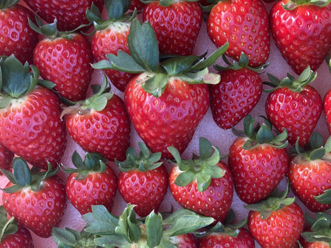 🏆全国いちご選手権銅賞　濃厚な品のある甘み　古都華　270g×2パック いちご　奈良県　ことか　橋本農園　【いちご】