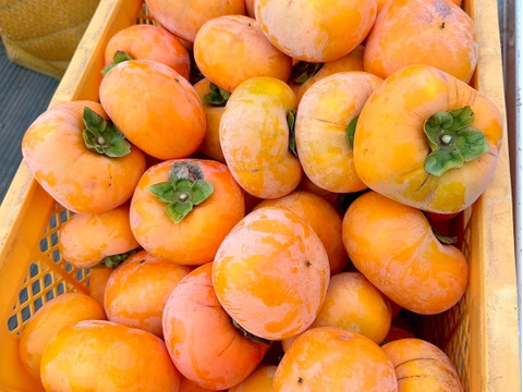 【なめらか食感✨】びわっ湖　黒宝あま柿《樹上完熟》８個入り