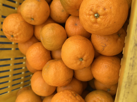 愛農園🍊八朔とポンカン食べ比べ10kg