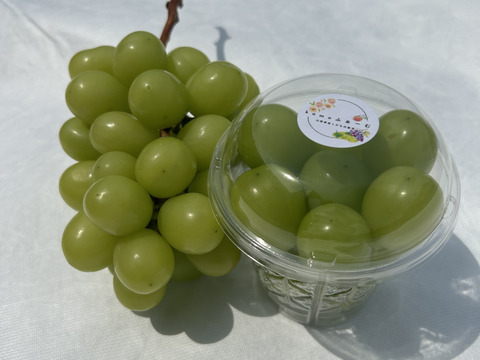【ワケあり】旬を先取り！ハウス栽培シャインマスカット！（ご家庭用・250g×3Ｐ）