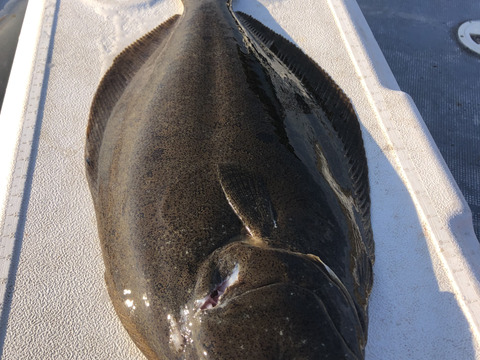 【活き締め】天然ヒラメ2〜3kg 刺身用