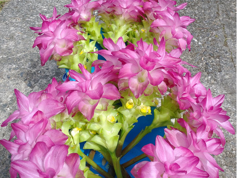 【期間限定】奄美大島 梅雨を告げるクルクマ(花ウコン)の切り花【１０本前後】
