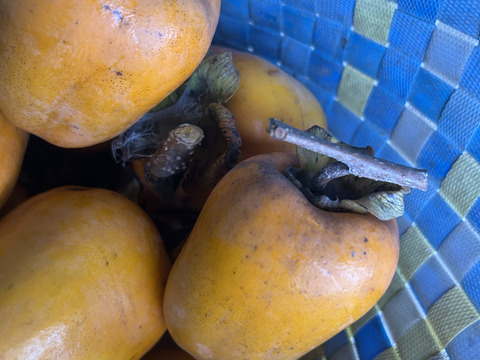 1 kg(5個程度)で干し柿お試し！干し柿用訳あり渋柿