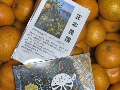 【訳あり】ご家庭用小玉みかん10kg