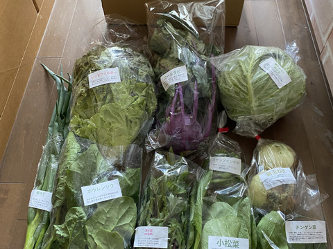 【淡路島より旬をお届け】お任せ野菜セットMサイズ