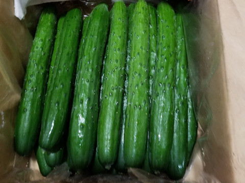 朝採り！信州産きゅうりA品2kg（箱重量込・正味1.8㎏）