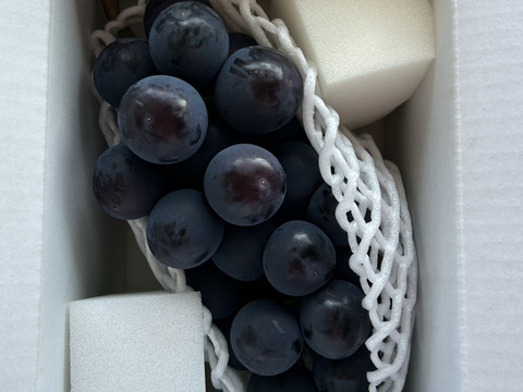 わたしにご褒美！甲斐キング（ご自分用600g）