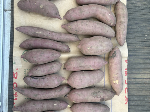 【予約販売】⭐︎訳あり品☆熟成を育てる紅はるか（収穫したて）5kg｜茨城県産