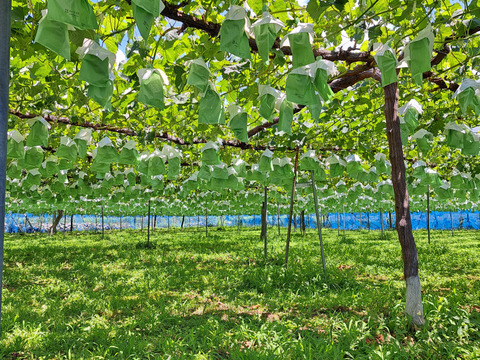 長野県産シャインマスカット　2房（約1.2kg）