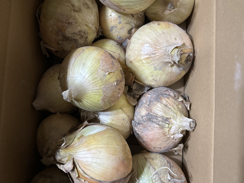 【訳あり】今が旬の淡路島新玉ねぎ！5キロ
人気ナンバー1商品、とにかく水分量がすごい！