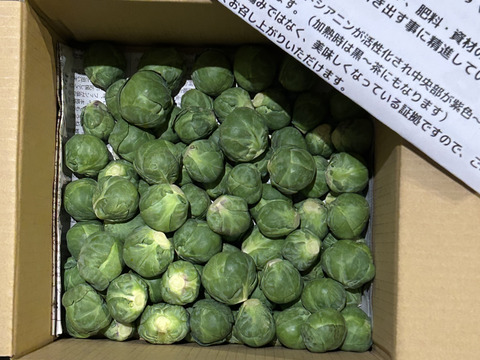 革命児！ふわ甘～芽キャベツ　1kg　本州の方限定