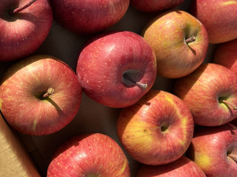 青玉 加工用 大訳あり サンふじ 5キロ箱