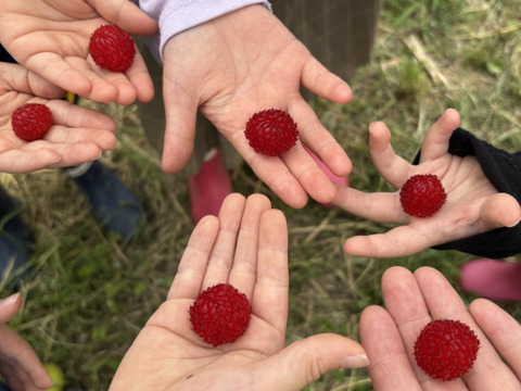 珍しいフレッシュラズベリー！小、中、大粒混在650g 今季ラスト1セット  生食とジャムなど加工用！