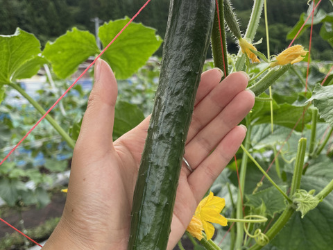 【採れたて】を発送！A品B品無選別なので少しお安く★秋田県産無選別きゅうり2kg