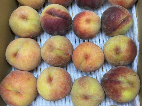 8月21日頃より収穫発送予定！黄桃　缶桃　生食コンポート用　3キロ満杯詰　訳あり家庭用