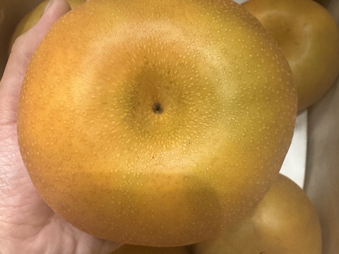 梨の王様　新高梨　栃木産　5キロ