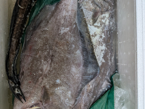 現品限り【YouTubeで紹介】2種のカレイ 食べ比べセット アブラガレイ ランダムでオススメカレイ