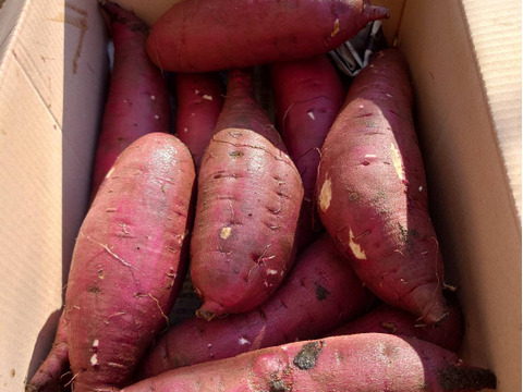 栽培期間中農薬不使用　サツマイモ『べにはるか』3kg　(大小込み)　千葉県いすみ市産　栗きんとんにもピッタリなお芋です☆