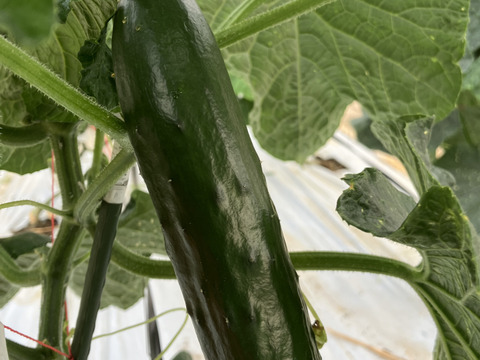 【福島県伊達地方産】朝採れキュウリとつやつやズッキーニ＋旬野菜セット〈クール便発送〉キュウリ5本+ズッキーニ4本1.8キロ