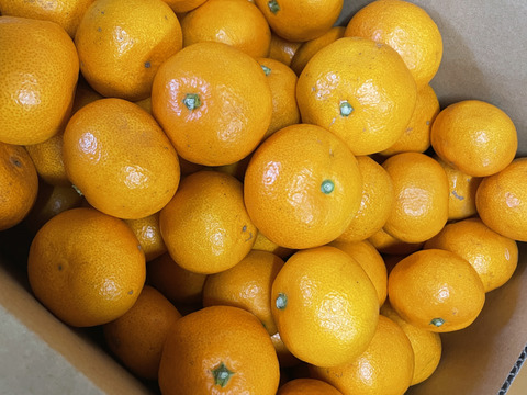 【訳あり】幻のみかん販売開始！！淡路島産　灘みかん 2.5kg