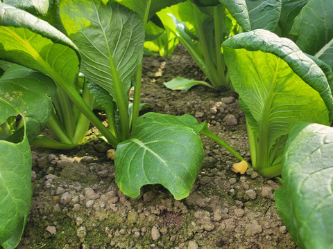 【栽培期間中農薬化学肥料不使用】お試し野菜&米セット「1〜２人分」