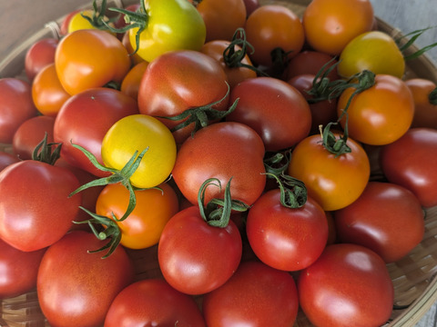 千葉県産　ミニトマト（３種）【２ｋｇ】＜水耕栽培＞天空のとまと！美味しすぎたらごめんなさい。。。