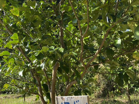 香酸柑橘6種食べ比べSET