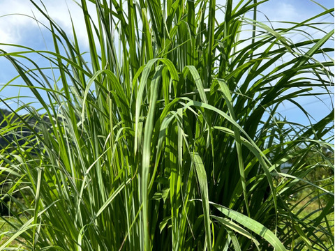 ドライみかん入りレモングラスティー　栽培期間中農薬、化学肥料、除草剤不使用