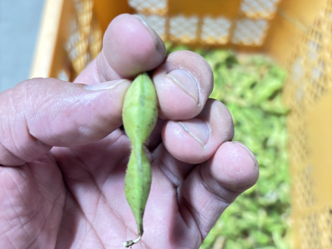 丹波篠山の黒枝豆 1kg 訳あり 限定｜秋のごほうび便